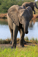 Junger Elefant