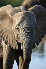 Obraz premium Junger Elefant