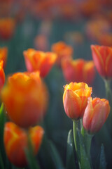 Closeup nature view of colorful tulips flowering in the garden