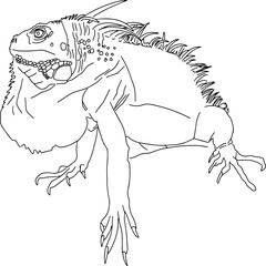 Outline sketch of detailed iguana in realistic style