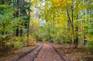 Fototapeta na wymiar scenery. autumn forest, dirt road