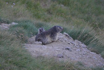 Naklejka premium marmottes et son marmoton, Pyrénées