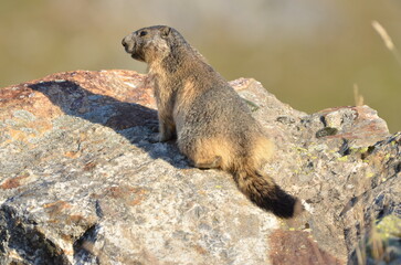 marmotte aux aguets