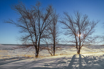Small lonely trees in the winter steppe