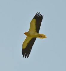 Percnopt&egrave;re, Pyr&eacute;n&eacute;es