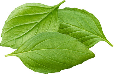 Basil leaves isolated