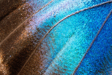 Wings of a butterfly Ulysses. Wings of a butterfly texture background. Photo of butterfly wings. Closeup. 