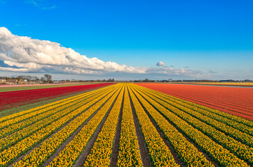 Fields of red, yellow, and orange tulips in The Netherlands during spring.