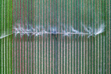 Schilderijen op glas Drone shot of the irrigation of a bulb field in The Netherlands. © Alex de Haas