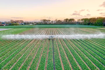 Tuinposter Irrigation of a bulb field in The Netherlands at sunset. © Alex de Haas