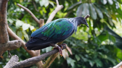 Caloenas nicobarica|Nicobar pigeon|绿蓑鸽