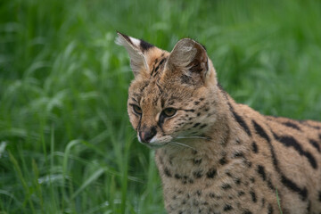 Serval