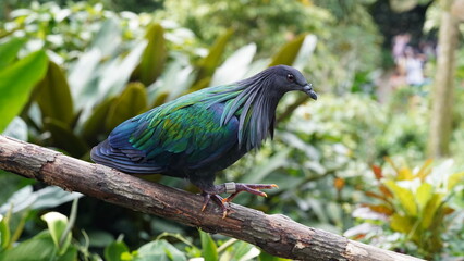 Caloenas nicobarica|Nicobar pigeon|绿蓑鸽