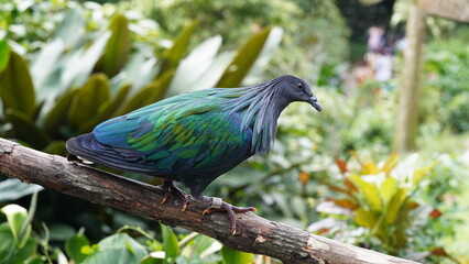 Caloenas nicobarica|Nicobar pigeon|绿蓑鸽