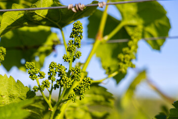 close up of young grapevine