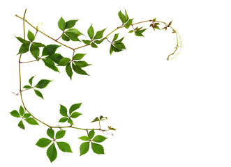 Parthenocissus twig with green leaves in a corner arrangement isolated on white or transparent...