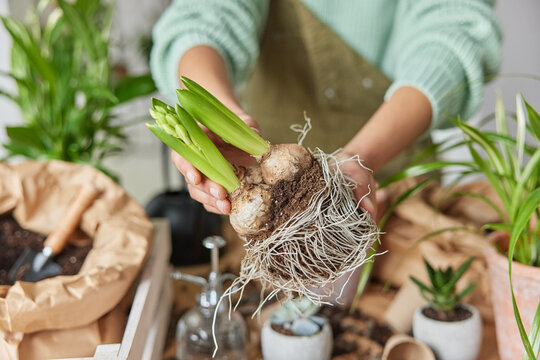 Unrecognizable woman holds flower bulbs with roots in soil transplants plants surrounded by pots blurred background stands indoor. Unknown botanist busy replanting. Gardening and botany concept.