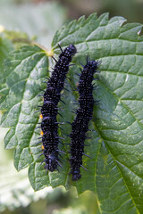 black caterpillars on a green leaf