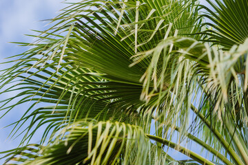 Close view of big green palm trees and blue sky, concept of tropical background