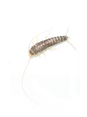 Long-tailed silverfish Ctenolepisma longicaudatum isolated on white background