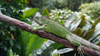 Naklejka na ściany i meble iguana on a tree