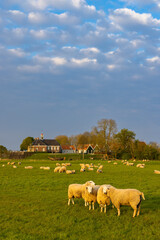 Fototapeta premium Former island of Schokland, UNESCO World Heritage Site, Netherlands