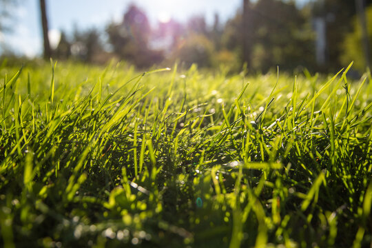Close up of green grass with sunshine, trees and sky on background