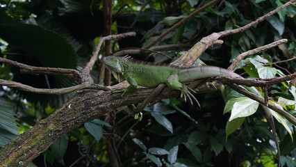 iguana on a tree