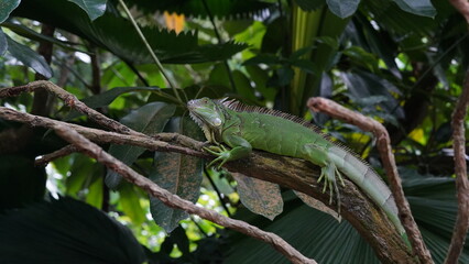 green lizard on a tree