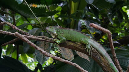 Naklejka na ściany i meble green lgreen lizard on a treeizard on a tree