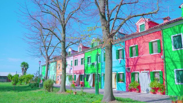 Bright multi-colored semi-detached houses stand under bright sunlight and clear blue sky near grass meadow and bare trees in warm autumn Burano