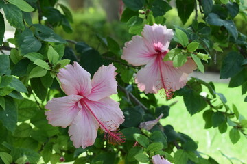 pink rose bush nature flowers 