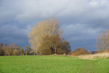 leuchtender Baum vor dunklen Wolken am Rheinufer
baum

