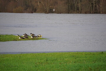 Gänse am Rhein © tho