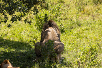 Lions mate in the shade of the bush