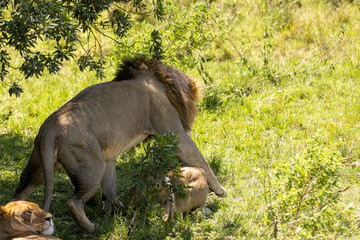 Lions mate in the shade of the bush