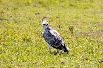 Bird resting in the African plains