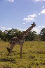 Giraffes grazing in Masai Mara