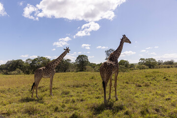 Giraffes grazing in Masai Mara
