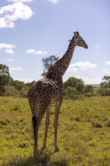 Giraffes grazing in Masai Mara