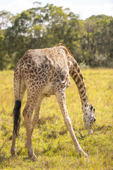 Naklejka na ściany i meble Giraffes grazing in Masai Mara