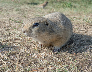 Naklejka na ściany i meble Gopher on the grassy meadow is looking at camera.