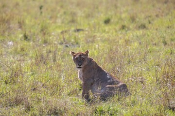 A lion prepares to feed on its prey

