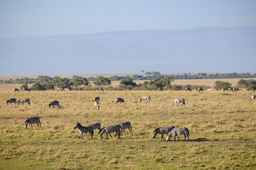 Naklejka na ściany i meble Zebras grazing in the plains