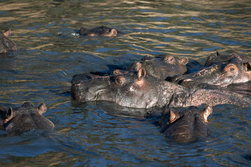 Hippos swimming in the river