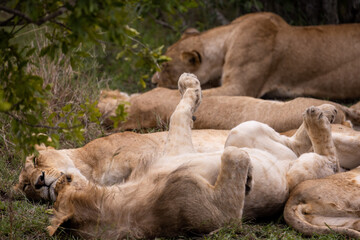 Lions nest in their pride's bush