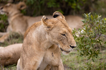 Obraz na płótnie Canvas Lions nest in their pride's bush