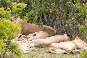 Lions nest in their pride's bush