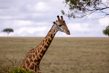 Giraffes graze and eat