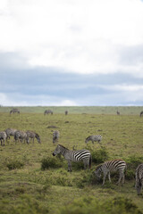 Fototapeta na wymiar Zebras graze in the plains